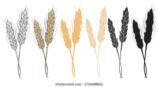 Set of two realistic spikelets of wheat icon in isolate on a white background. Black-white, color, black silhouette. Vector illustration.