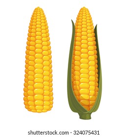 Set of two ripe corn cobs isolated on white background. Vector illustration.