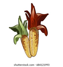 Set of two ripe corn on the cob isolated on a white background. Vector cartoon close-up illustration.
