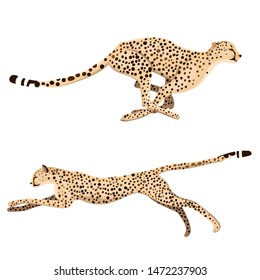 Set of two running cheetahs isolated on a white background. Vector graphics.