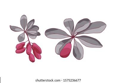 set of two sprigs of barberry. isolated on a white background.