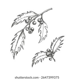 Set of two sprigs of holly with berries. Graphics illustration. Vector. Twigs for Christmas postcard and decoration, packaging, New Year's wrapping paper or dishes, textiles and stickers.