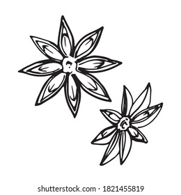 A set of two star anise flowers.  Christmas seasoning.  Spice.  Vector illustration in doodle outline style.
