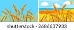 Set of two summer landscapes with golden wheat ears and blue sky background. Harvest season banner collection for agriculture concept.