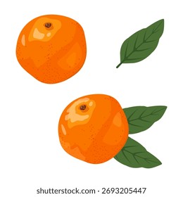 Conjunto de dos mandarinas con hojas sobre un fondo aislado. Ilustración vectorial.