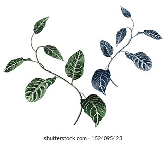 Set of two tropical plant. Bright tropical leaves foliage on the white background. Stylish design for banners, brochures, magazines or sale.