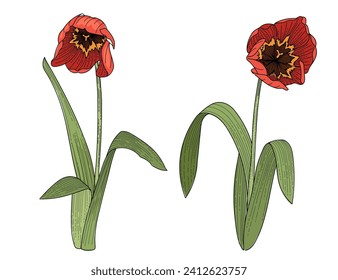 Set of two tulips flower hand drawn colorful sketch for drawing book vector illustration isolated on white background