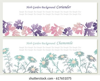 A set of two vector background illustrations of herbs: doriander and chamomile. Both illustrations are designed so that you can connect the image and create a seamless pattern. 