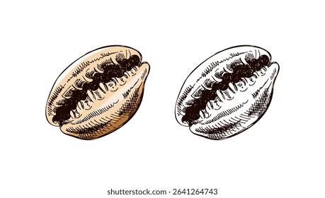 Set of two vector illustrations of a cowrie shell in vintage engraved style. One version in soft beige color and one in monochrome. Hand drawn marine element with fine detail.