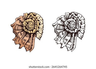 Set of two vector illustrations of a sea shell, one in color and one in monochrome. Hand drawn vintage marine sketch with detailed ink lines. 