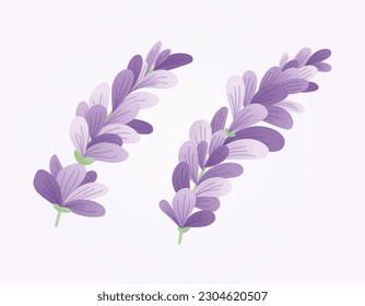 Conjunto de dos ramas vectoriales aisladas de lavanda o lila con pétalos púrpuras de estilo plano.