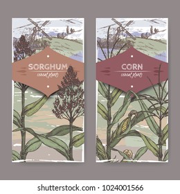 Set of two vintage labels with Sorghum bicolor and Corn aka Maize or Zea mays color sketch and field landscape. Cereal plants collection. Great for bakery, agriculture, farming design.