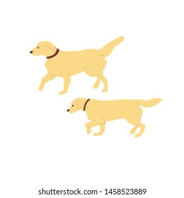 Set of two walking labrador retriever dogs. Isolated on white background. Flat style cartoon stock vector illustration.
