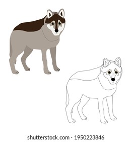 Set of two wolves grey and outlined for coloring