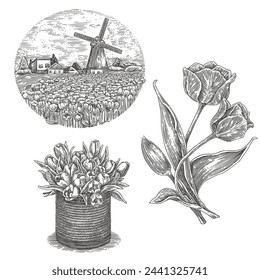 Set of tylips illustrations. Windmill in a field of tulips, basket with flowers and branch. Sketch. Engraving style. Vector illustration.