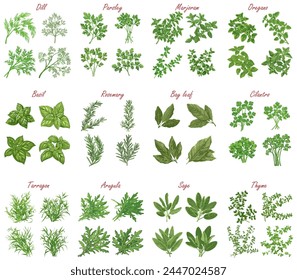 Set of type of herbs and spices leaves plant. 