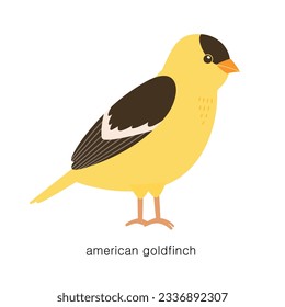 Set of types of birds. Cute little yellow American Goldfinch.