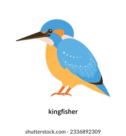 Set of types of birds. A cute little kingfisher.