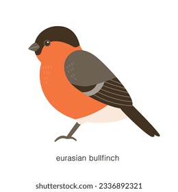 Set of types of birds. Cute little red-breasted American Bullfinch