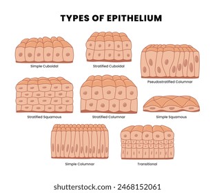 Set of Types of epithelial tissue: cilliated columnar, simple columnar, simple cuboidal, and simple squamous cells, labeled educational anatomical structure with microbiology elements.