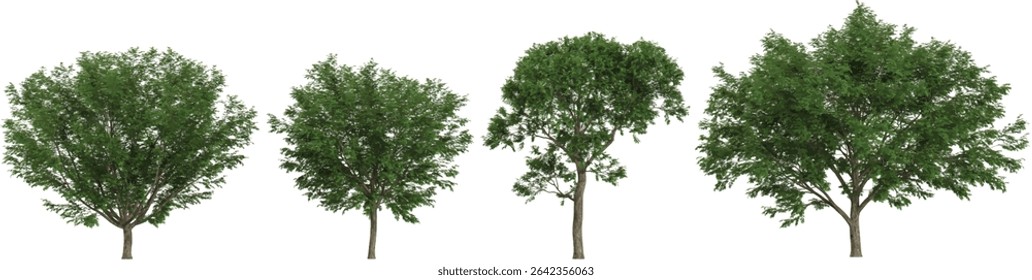 set of Ulmus trees on transparent background