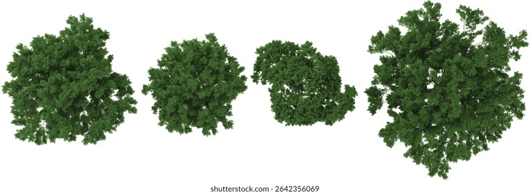 set of Ulmus trees on transparent background from the top view