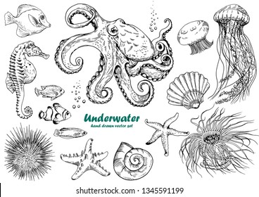 Set of underwater creatures, octopus, jellyfish, starfish, seahorse, sea urchin, shells and tropical fishes. 