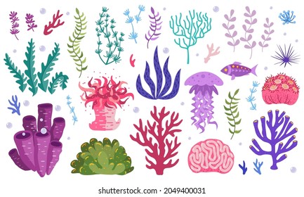 Set of underwater ocean coral reef plants, corals. Tropical coral-reef elements, aquatic and aquarium seaweeds. Marine algae, jellyfish, fish, sea wild life, sponges and seagrasses elements collection