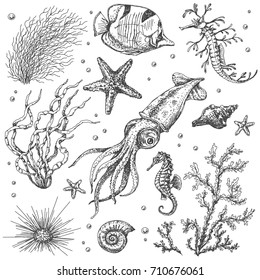 A set of underwater plants and animals. Hand drawn  doodle monochrome starfish, shells, squid, fish, sea horse and algae. Vector sketch.