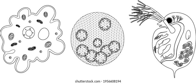 Set of unicellular organism in doodle isolated on white background illustration