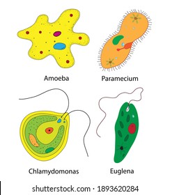 Unicellular High Res Stock Images Shutterstock