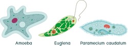 Sada Jednobuněčných Organismů (prvoků): Paramecium Caudatum, Amoeba Proteus A Euglena Viridis