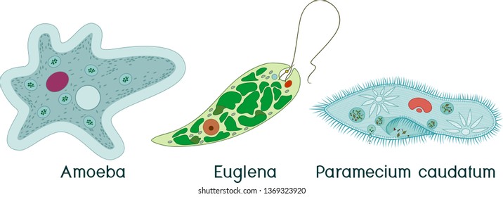 animal like protists with flagella