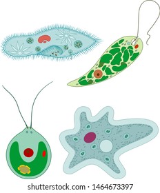 Set of unicellular organisms (protozoa): Paramecium caudatum, Amoeba proteus, Chlamydomonas and Euglena viridis