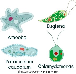 Set of unicellular organisms (protozoa): Paramecium caudatum, Amoeba proteus, Chlamydomonas and Euglena viridis