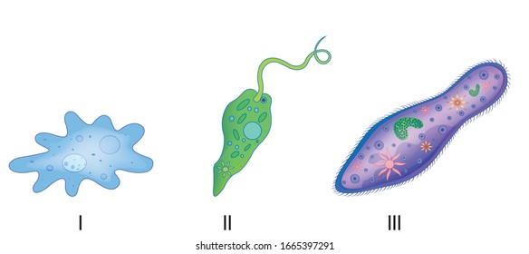 Set Unicellular Organisms Protozoa Paramecium Amoeba Stock Vector ...