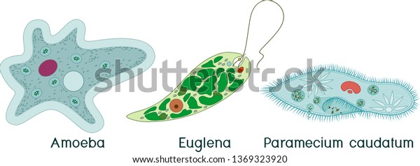 Protozoa >> Set Unicellular Organisms Protozoa Paramecium Caudatum Protozoa >> Set Unicellular Organisms Protozoa Paramecium Caudatum