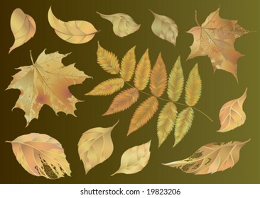 Set of unsorted autumn leaves for your design. Leaves and background are on separate layers