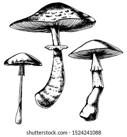 Set of an unusual poisonous mushrooms. Hand-drawn vector illustration for your logo or for other design.