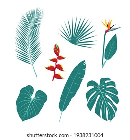 A set of unusual tropical plants, leaves and flowers. The plant world. Vector illustration on a white background