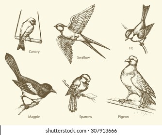 Set of urban city park birds: Swallow, Sparrow, Magpie, Pigeon, Canary, Tit. Vector monochrome freehand ink drawn backdrop sketchy in art scribble antiquity style pen on paper with space for text