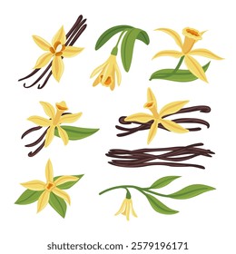 Set of vanilla collection kit with vanilla pod, flowers and leaves, Sweet scented Vanilla flower bloom and spice, Orchid vanilla flower and dried, isolated on white background, vector illustration.