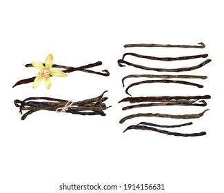 Set Of Vanilla Dry Sticks, Vanilla Orchid Fruit, Flower, Realistic Vector Illustration On A White Background