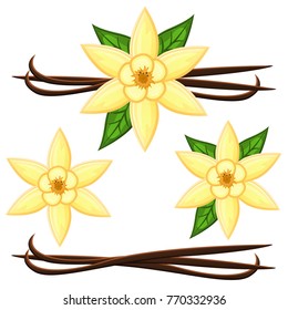Set of vanilla flower isolated on white background