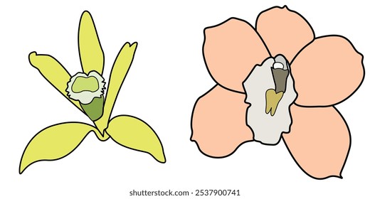 Set of Vanilla flower - Vanills flower vector full color illustration.