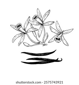Set of vanilla flowers and sticks in engraving style. Hand-drawn vector illustration.