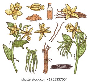 Set of vanilla spice - flowers, dried pods, powder and bottle with oil extract