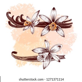 Set of vanilla spice. Ink drawn flower and pods of vanilla. Hand drawing illustration.