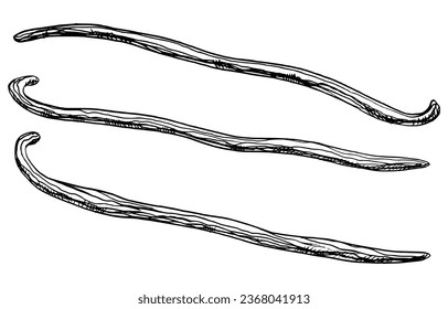 Set of Vanilla Sticks. Vector hand drawn illustration of herbal Pods for food spice or essential oil on white isolated background. Line art drawing of floral ingredient for aroma therapy and cosmetic.