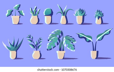 Set of Variant Plant in a white pot.